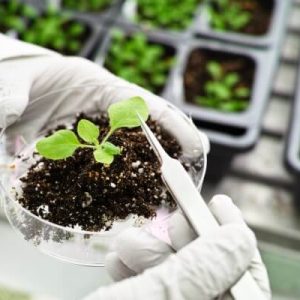 End of patents for plants